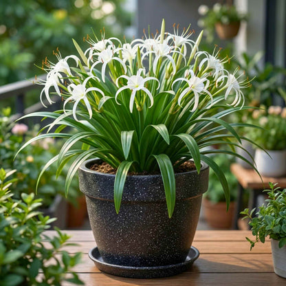 Spider Lily White Flower Bulbs
