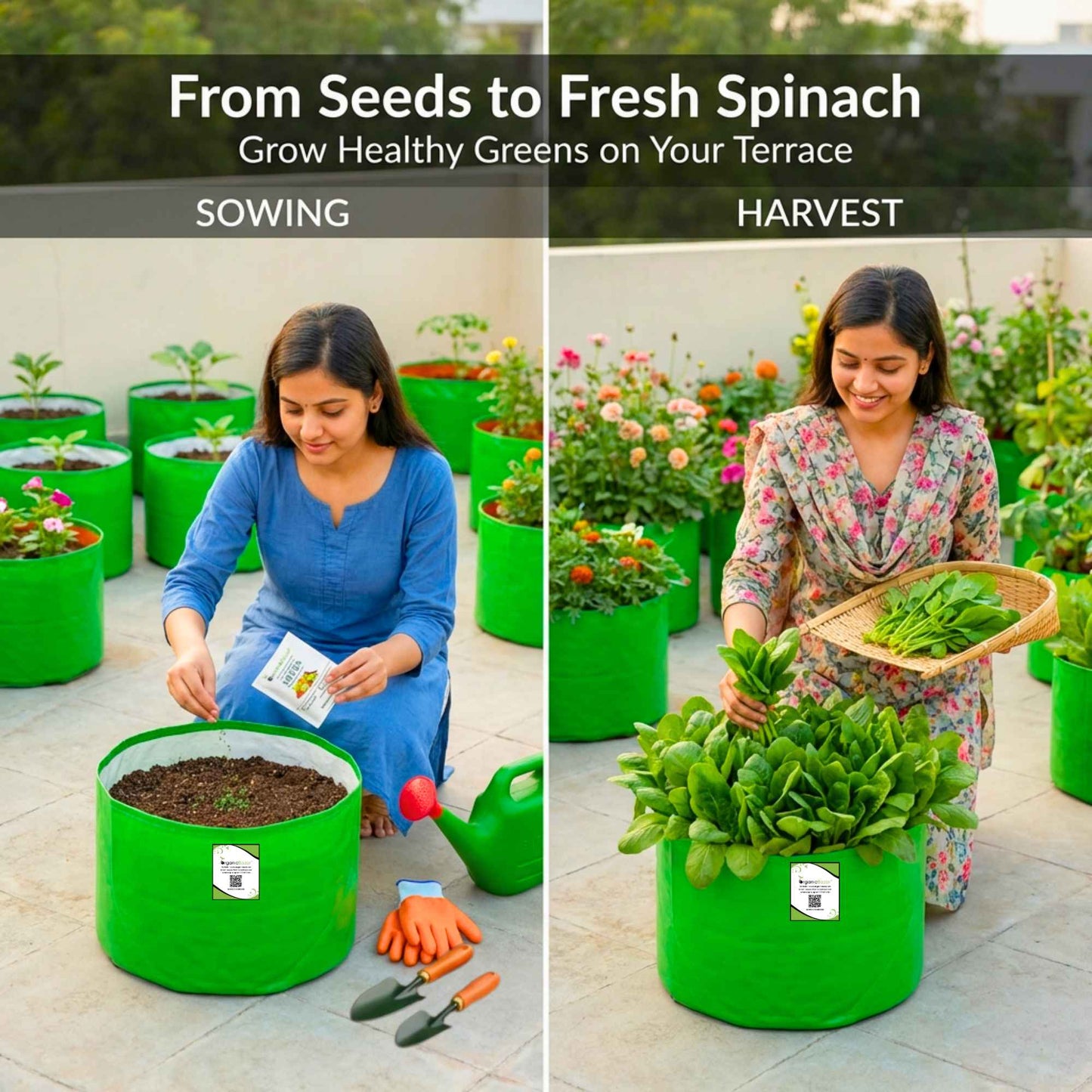 Spinach (Palak) Seeds (750 Seeds) (पालक के बीज) Easy to Grow Leafy Greens