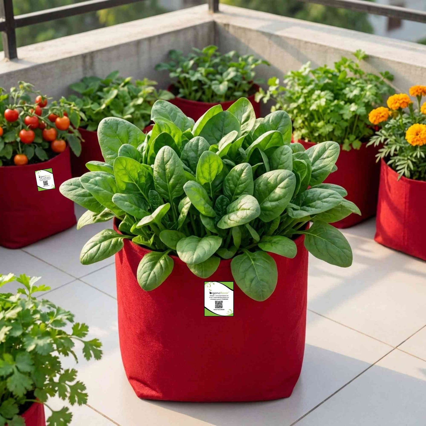 Spinach (Palak) Seeds (750 Seeds) (पालक के बीज) Easy to Grow Leafy Greens