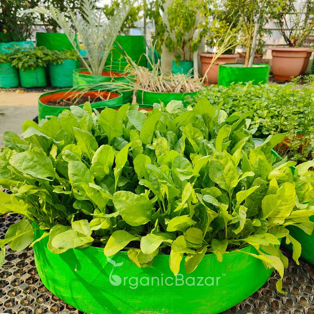 Spinach (Palak) Seeds (750 Seeds) (पालक के बीज)