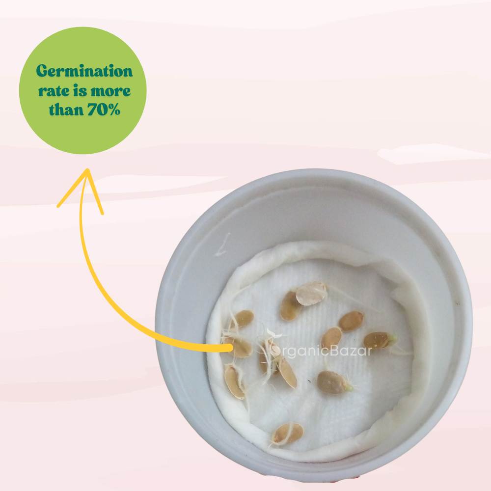 Sponge Gourd Light Green Seeds - 12 Seeds (Luffa/Gilki/गिलकी के बीज) Easy To grow, High Germination, High Yield Seeds for Home Gardening