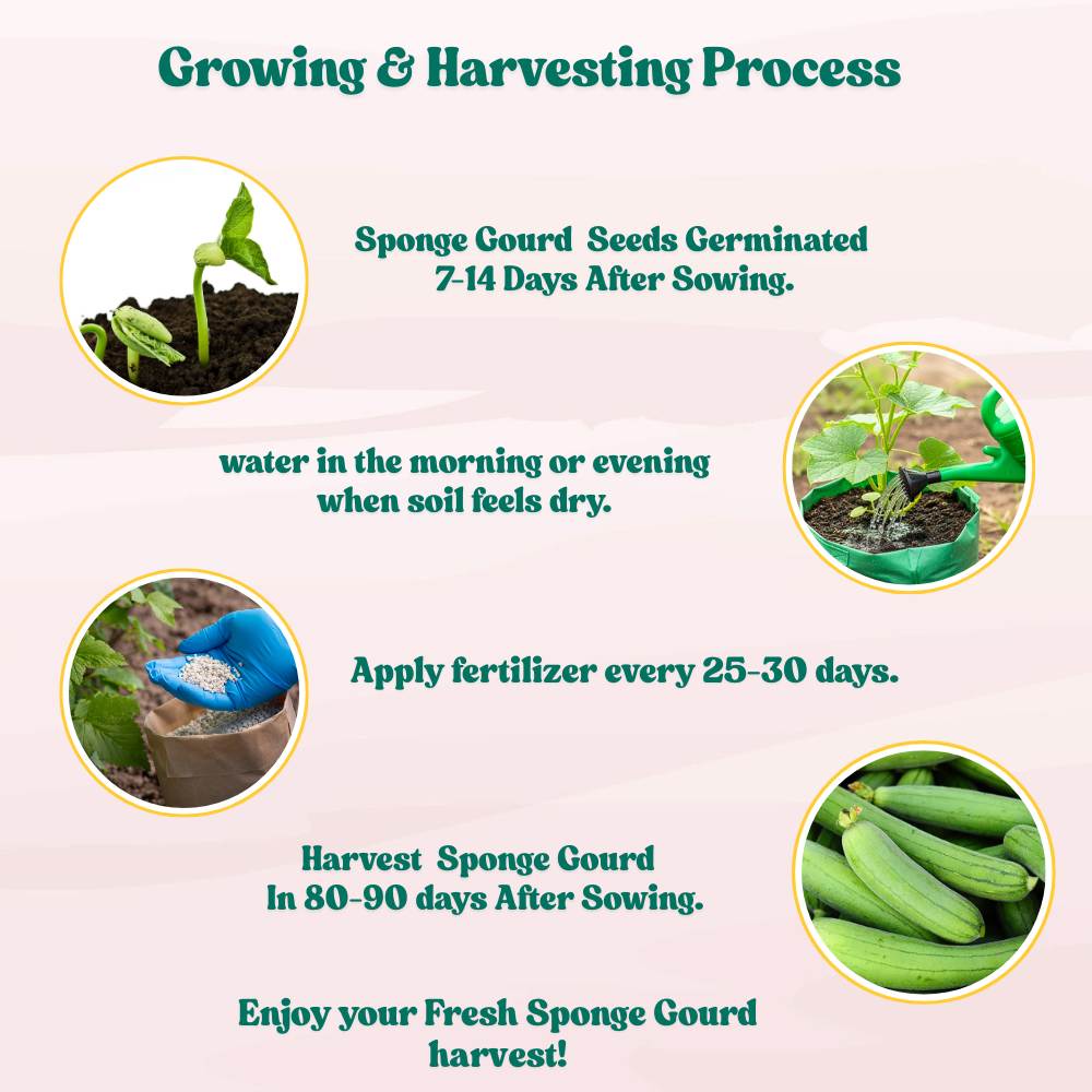 Sponge Gourd Light Green Seeds - 12 Seeds (Luffa/Gilki/गिलकी के बीज) Easy To grow, High Germination, High Yield Seeds for Home Gardening