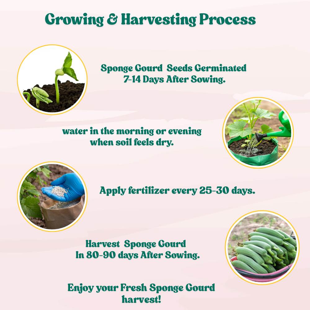 Sponge Gourd (luffa or gilki) Seeds - 12 Seeds (गिलकी के बीज) Easy To grow, High Germination, High Yield Seeds for Home Gardening