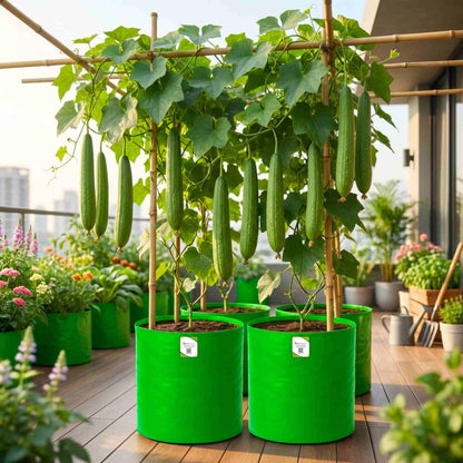 Sponge Gourd (luffa or gilki) Seeds - 12 Seeds (गिलकी के बीज) Easy To grow, High Germination, High Yield Seeds for Home Gardening