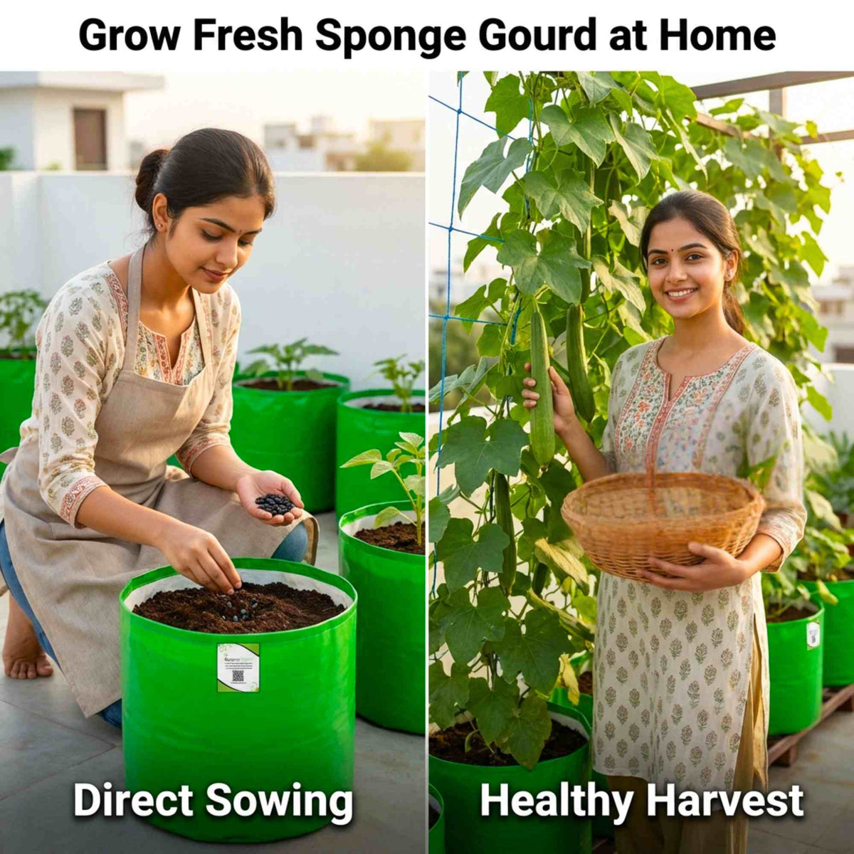 Sponge Gourd (luffa or gilki) Seeds - 12 Seeds (गिलकी के बीज) Easy To ...