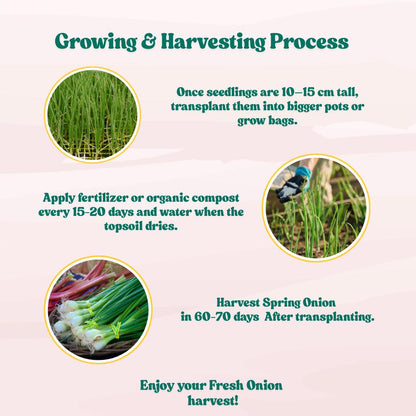 Spring Onion (Bunching Onion) Seeds - 500 Seeds ( Hari Pyaj/हरी प्याज के बीज) High Germination/Best Seeds for Terrace Gardening