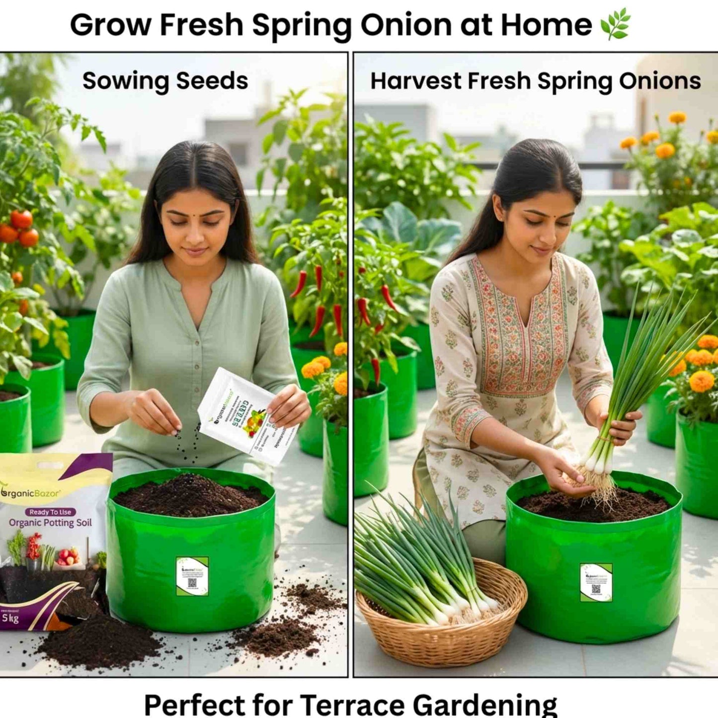 Spring Onion (Bunching Onion) Seeds - 500 Seeds ( Hari Pyaj/हरी प्याज के बीज) High Germination/Best Seeds for Terrace Gardening