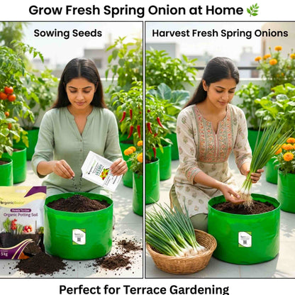 Spring Onion (Bunching Onion) Seeds - 500 Seeds ( Hari Pyaj/हरी प्याज के बीज) High Germination/Best Seeds for Terrace Gardening