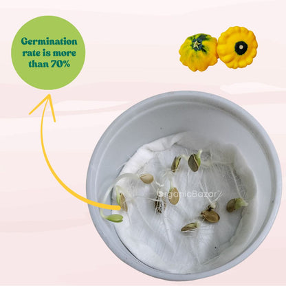 Squash Patty Pan Seeds - 10 Seeds (पैटीपैन स्क्वैश के बीज) Easy To grow, High Germination, High Yield Seeds for Home Gardening