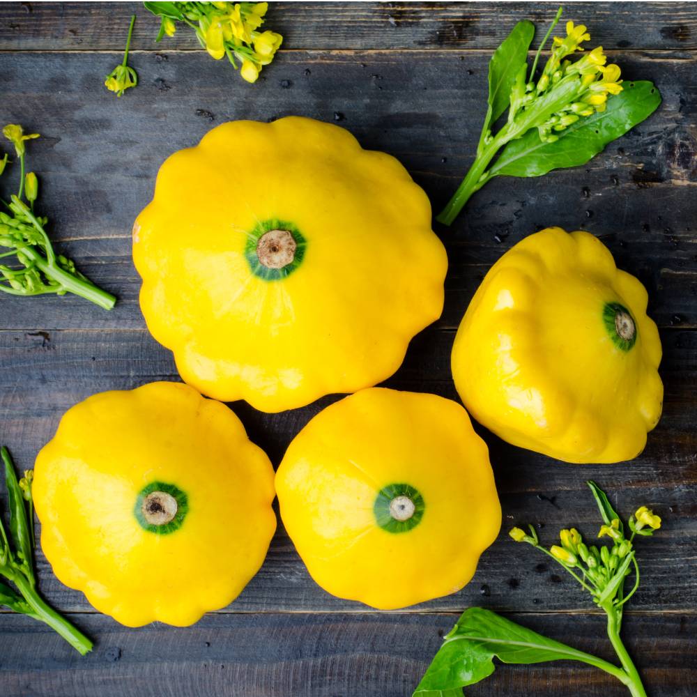 Squash Patty Pan Seeds - 10 Seeds (पैटीपैन स्क्वैश के बीज) Easy To grow, High Germination, High Yield Seeds for Home Gardening