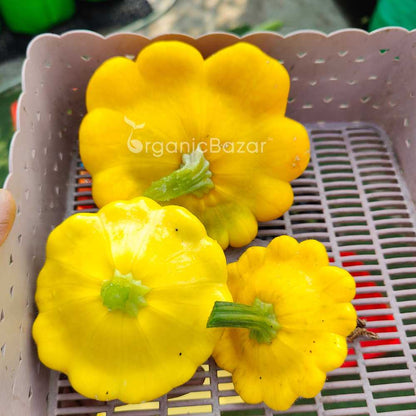 Squash Patty Pan Seeds - 10 Seeds (पैटीपैन स्क्वैश के बीज) Easy To grow, High Germination, High Yield Seeds for Home Gardening