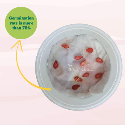 Squash Walthum Butternut Seeds - 10 Seeds (कद्बदू/बटरनट स्क्वैश के बीज) Easy To grow, High Germination, High Yield Seeds for Home Gardening