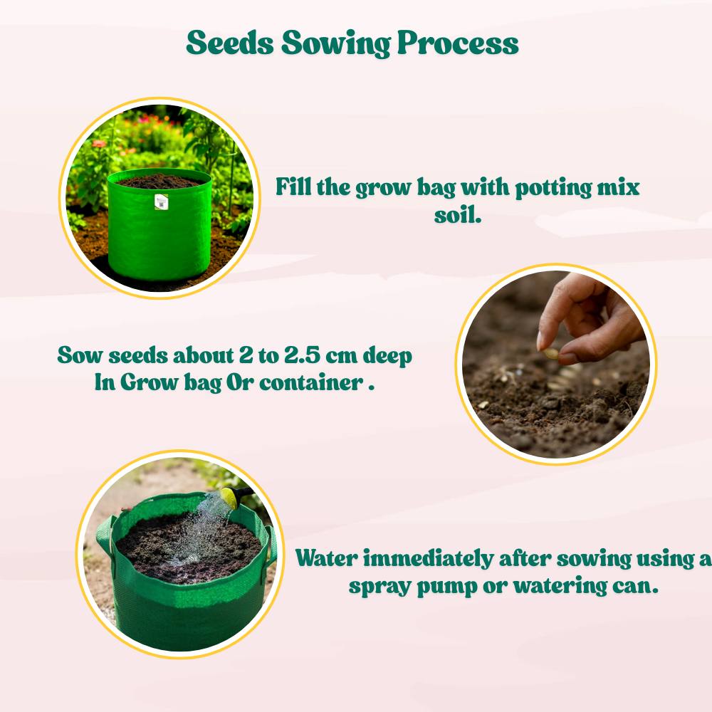Squash Walthum Butternut Seeds - 10 Seeds (कद्बदू/बटरनट स्क्वैश के बीज) Easy To grow, High Germination, High Yield Seeds for Home Gardening