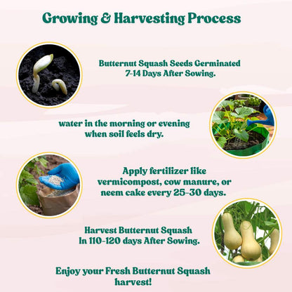 Squash Walthum Butternut Seeds - 10 Seeds (कद्बदू/बटरनट स्क्वैश के बीज) Easy To grow, High Germination, High Yield Seeds for Home Gardening