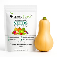Squash Walthum Butternut Seeds - 10 Seeds (कद्बदू/बटरनट स्क्वैश के बीज) Easy To grow, High Germination, High Yield Seeds for Home Gardening