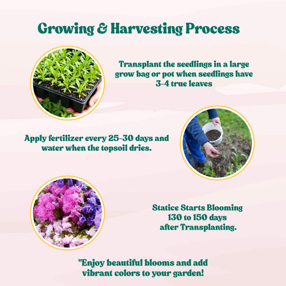 Statice Pacific Mix Seeds (50 Seeds) High Germination/ Easy To grow/ Perfect for pots, balconies, or Terrace gardens