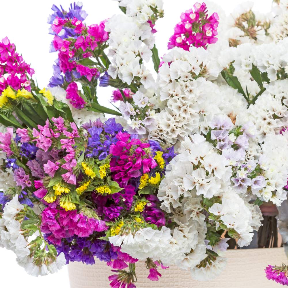 Statice Pacific Mix Seeds (50 Seeds) High Germination/ Easy To grow/ Perfect for pots, balconies, or Terrace gardens