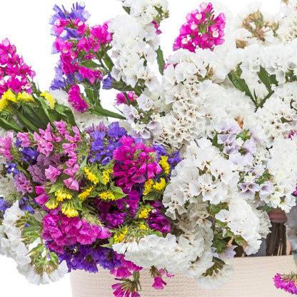 Statice Pacific Mix Seeds (50 Seeds) High Germination/ Easy To grow/ Perfect for pots, balconies, or Terrace gardens