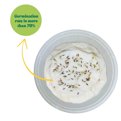 Statice Pacific Yellow seeds (50 Seeds) High Germination/ Easy To grow/ Perfect for pots, balconies, or Terrace gardens