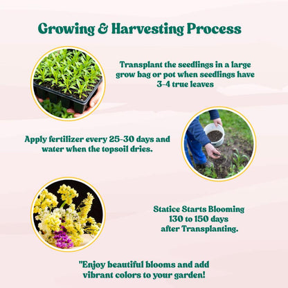 Statice Pacific Yellow seeds (50 Seeds) High Germination/ Easy To grow/ Perfect for pots, balconies, or Terrace gardens