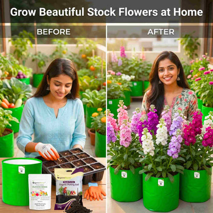 Stock Mixed Color Flower Seeds (100 Seeds) High Germination/ Easy To grow/ Perfect for pots, balconies, or Terrace gardens