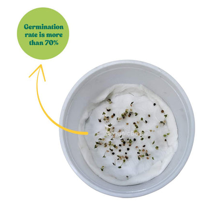 Stock Mixed Color Flower Seeds (100 Seeds) High Germination/ Easy To grow/ Perfect for pots, balconies, or Terrace gardens