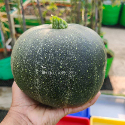 Summer Squash (Chappan Kaddu) Dark Green (15 Seeds) Easy To grow, High Germination, High Yield Seeds for Home Gardening