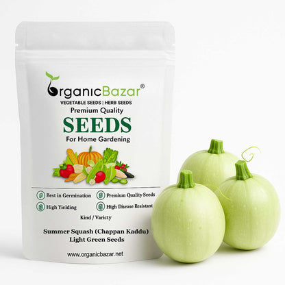 Summer Squash (Chappan Kaddu) Light Green Seeds (15 Seeds)