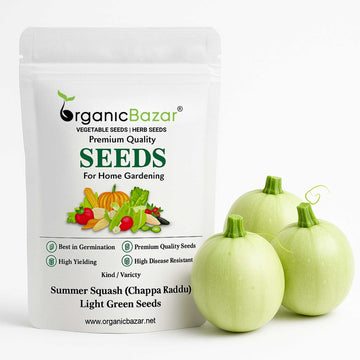 Summer Squash (Chappan Kaddu) Light Green Seeds (15 Seeds)