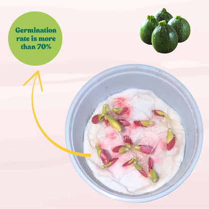 Summer Squash (Chappan Kaddu) Dark Green (15 Seeds) Easy To grow, High Germination, High Yield Seeds for Home Gardening