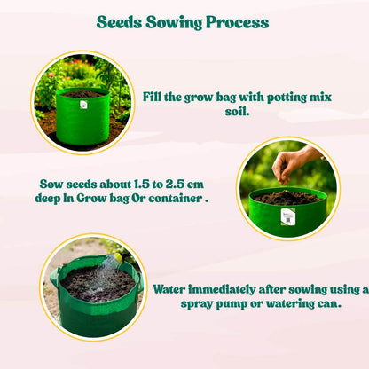 Summer Squash (Chappan Kaddu) Dark Green (15 Seeds) Easy To grow, High Germination, High Yield Seeds for Home Gardening