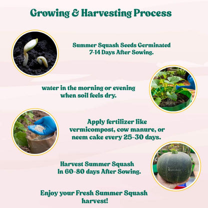 Summer Squash (Chappan Kaddu) Dark Green (15 Seeds) Easy To grow, High Germination, High Yield Seeds for Home Gardening