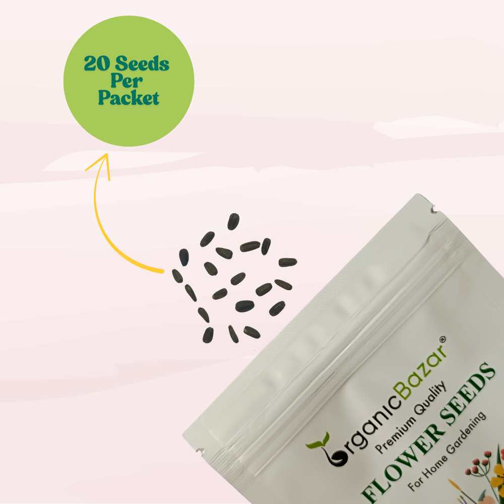 Sunflower Double Flowered Seeds Orange - 20 Seeds (Surajmukhi/सूरजमुखी के बीज) High Germination/ Easy To grow/ Perfect For Terrace gardening