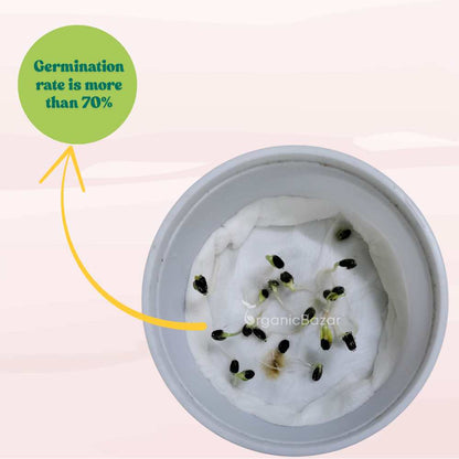 Sunflower Double Flowered Seeds Orange - 20 Seeds (Surajmukhi/सूरजमुखी के बीज) High Germination/ Easy To grow/ Perfect For Terrace gardening