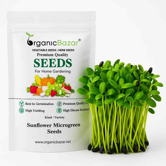 Sunflower Microgreen Seeds (25g Seeds)