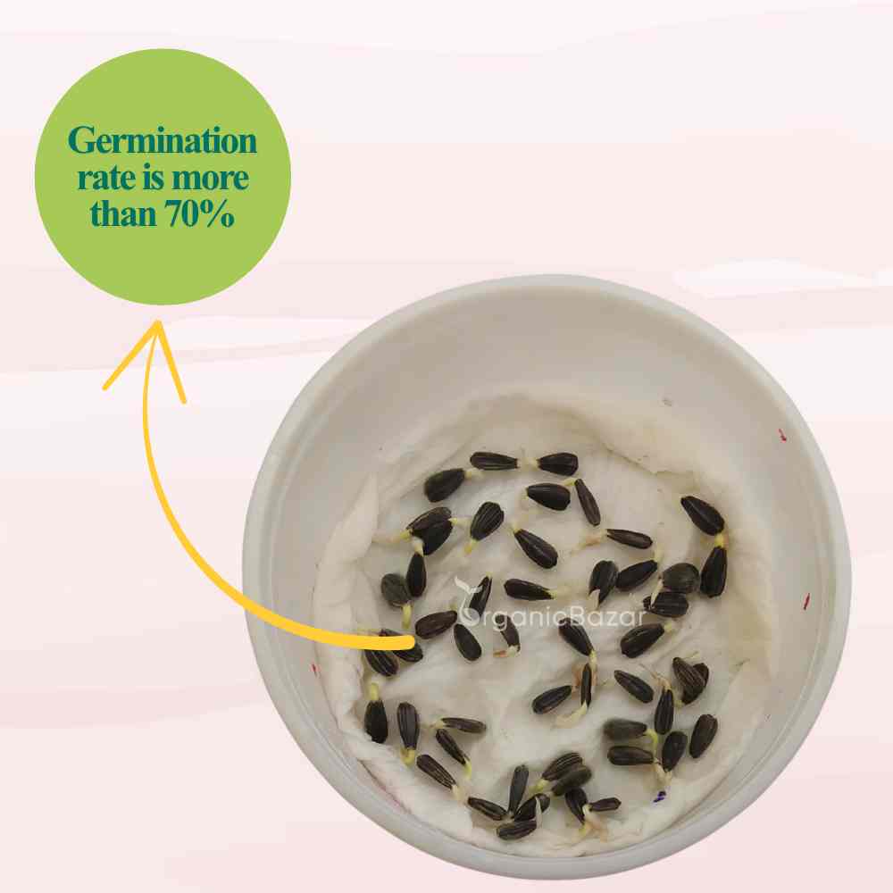 Sunflower Microgreen Seeds (25g Seeds)