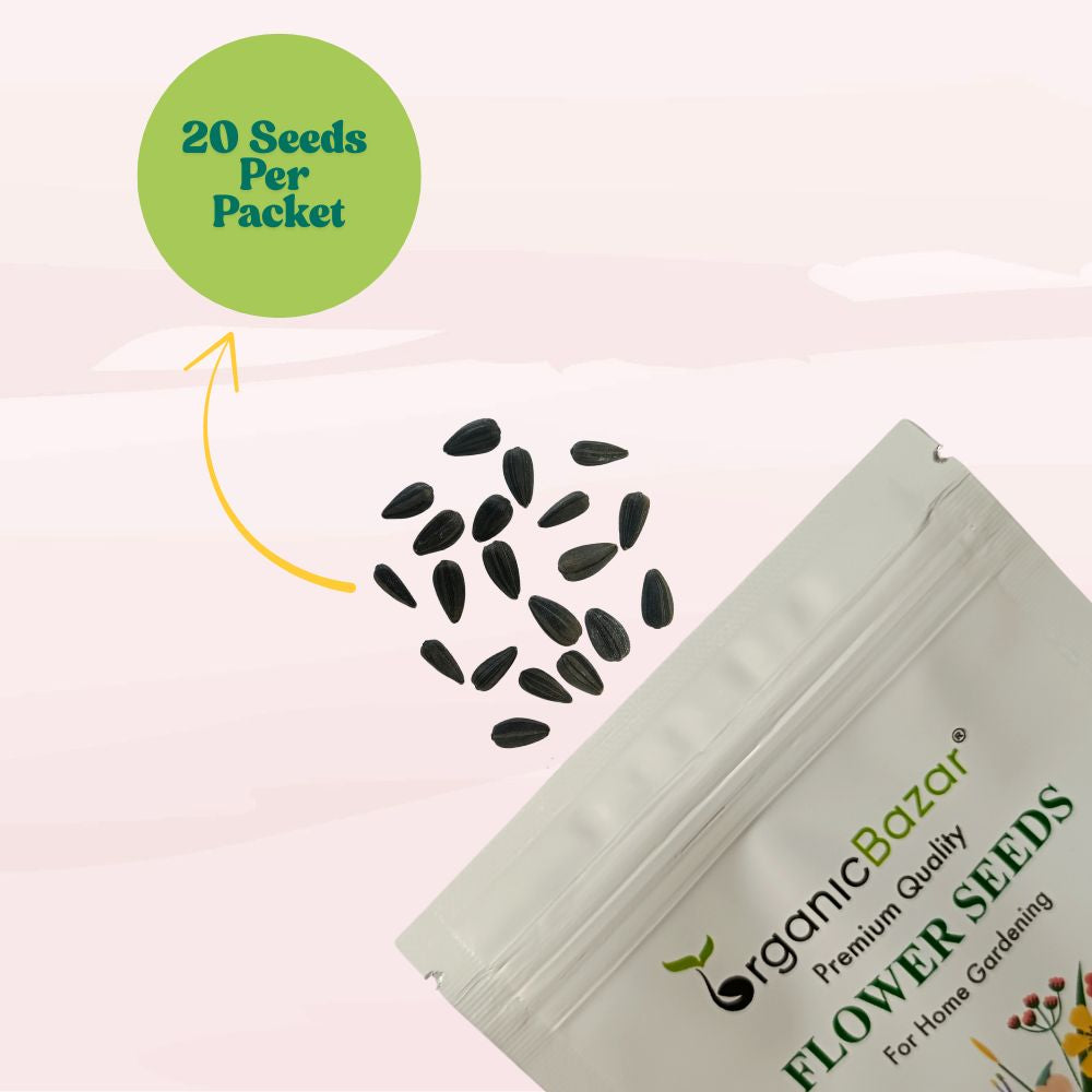 Sunflower Tall Yellow Seeds - 20 Seeds (Surajmukhi/सूरजमुखी के बीज) High Germination/ Easy To grow/ Perfect For Terrace gardening