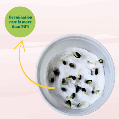 Sunflower Tall Yellow Seeds - 20 Seeds (Surajmukhi/सूरजमुखी के बीज) High Germination/ Easy To grow/ Perfect For Terrace gardening