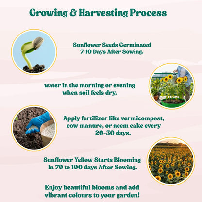 Sunflower Tall Yellow Seeds - 20 Seeds (Surajmukhi/सूरजमुखी के बीज) High Germination/ Easy To grow/ Perfect For Terrace gardening