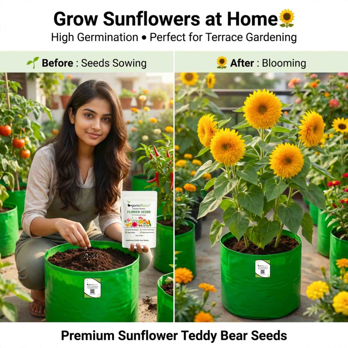 Sunflower Teddy Bear Seeds - 20 Seeds (Surajmukhi/सूरजमुखी के बीज) High Germination/ Easy To grow/ Perfect For Terrace gardening