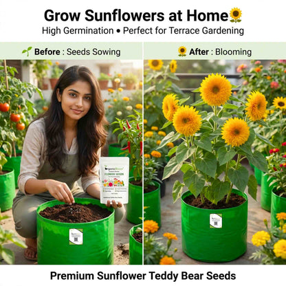 Sunflower Teddy Bear Seeds - 20 Seeds (Surajmukhi/सूरजमुखी के बीज) High Germination/ Easy To grow/ Perfect For Terrace gardening