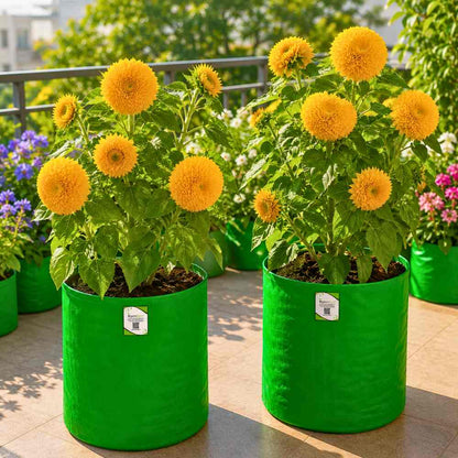 Sunflower Teddy Bear Seeds - 20 Seeds (Surajmukhi/सूरजमुखी के बीज) High Germination/ Easy To grow/ Perfect For Terrace gardening