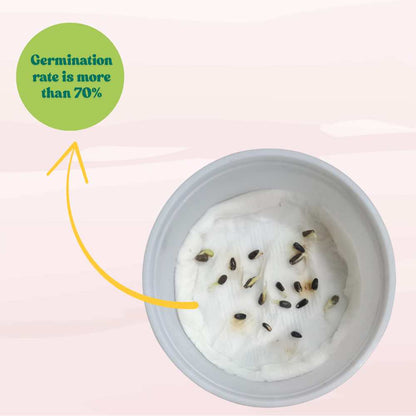 Sunflower Teddy Bear Seeds - 20 Seeds (Surajmukhi/सूरजमुखी के बीज) High Germination/ Easy To grow/ Perfect For Terrace gardening