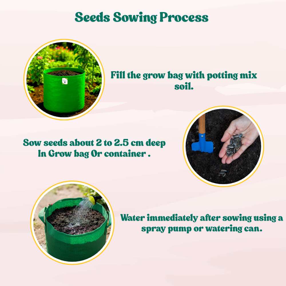 Sunflower Teddy Bear Seeds - 20 Seeds (Surajmukhi/सूरजमुखी के बीज) High Germination/ Easy To grow/ Perfect For Terrace gardening