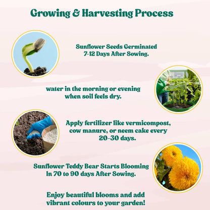 Sunflower Teddy Bear Seeds - 20 Seeds (Surajmukhi/सूरजमुखी के बीज) High Germination/ Easy To grow/ Perfect For Terrace gardening