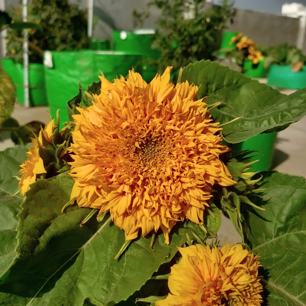 Sunflower Teddy Bear Seeds - 20 Seeds (Surajmukhi/सूरजमुखी के बीज) High Germination/ Easy To grow/ Perfect For Terrace gardening