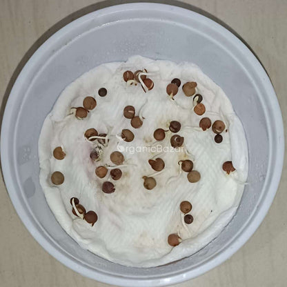 Sweet Peas Seeds (40 Seeds) High Germination/ Easy To grow/ Perfect for pots, balconies, or Terrace gardens