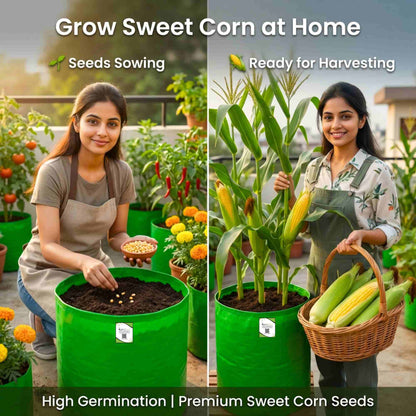 Sweet Corn (Makka) Seeds - 50 Seeds (मक्का के बीज) High Germination, Easy to Grow, Premium Quality Sweet Corn Seeds for Kitchen Gardening