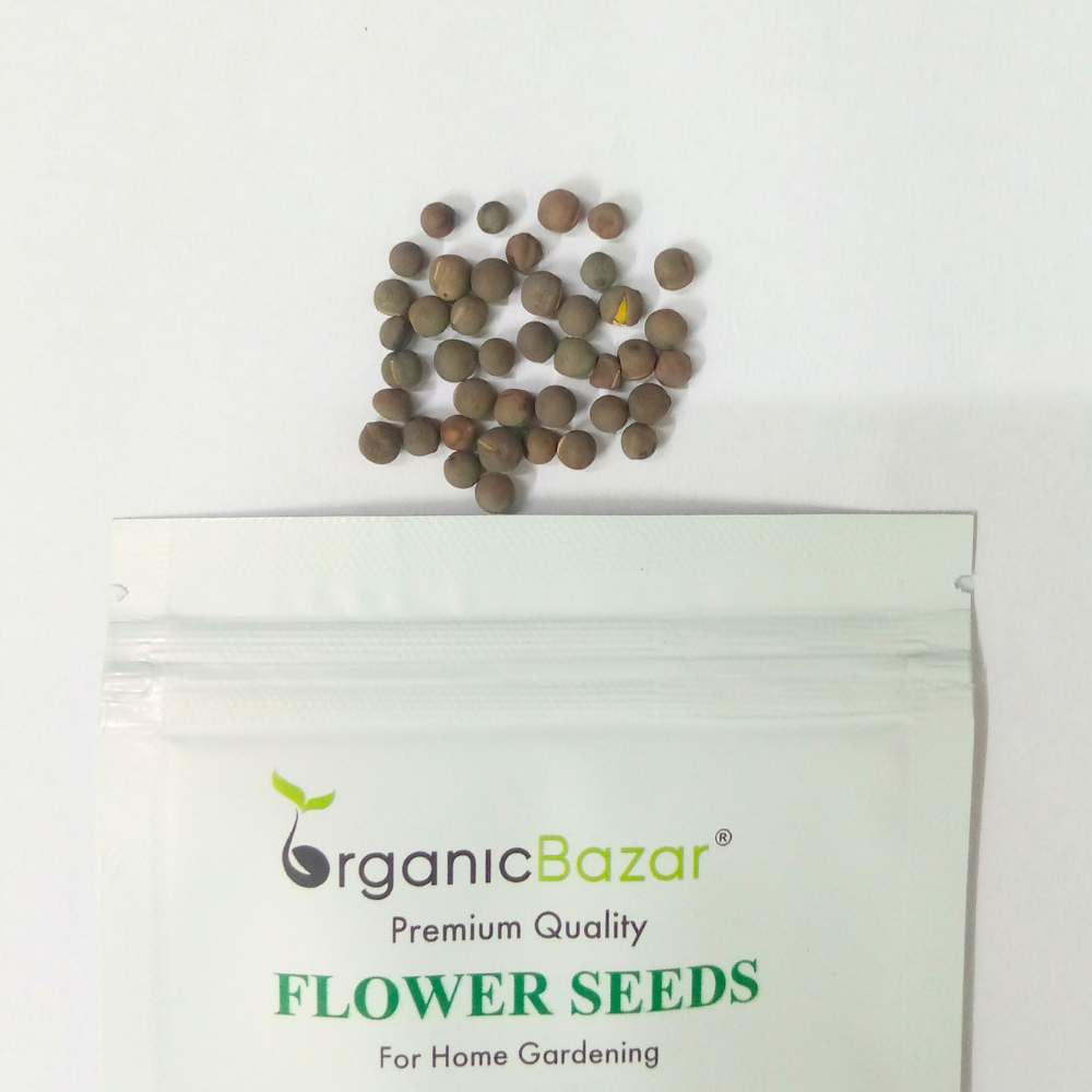 Sweet Peas Seeds (40 Seeds) High Germination/ Easy To grow/ Perfect for pots, balconies, or Terrace gardens