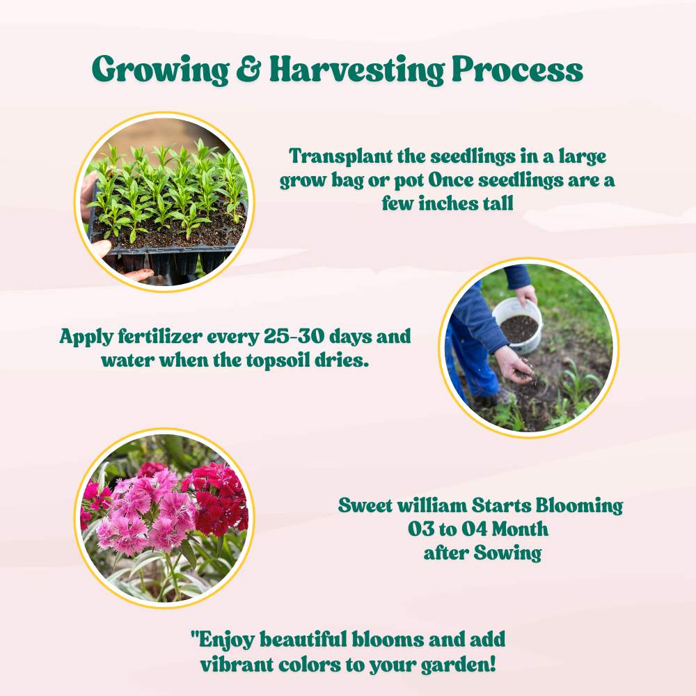 Sweet William Wee Willie Mix Seeds (200 Seeds) High Germination/ Easy To grow/ Perfect for pots, balconies, or Terrace gardens